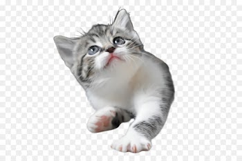 cat small to medium-sized cats whiskers american wirehair kitten