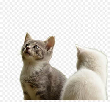 cat small to medium-sized cats whiskers asian european shorthair
