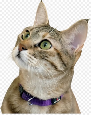 cat small to medium-sized cats whiskers tabby cat european shorthair