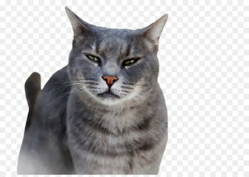 cat small to medium-sized cats whiskers tabby cat european shorthair