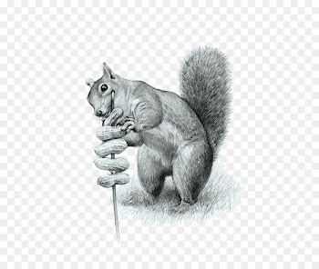 Cat Tree squirrels Drawing Computer file - Squirrel eating peanuts 