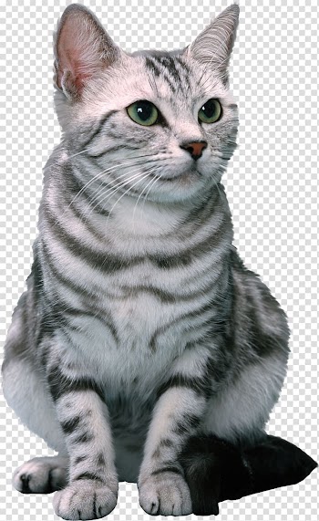 Cat u30c6u30ebu30b3u30e0u682au5f0fu4f1au793e O.C. Animal League, Inc. Shampoo Pet, kitten transparent background PNG clipart