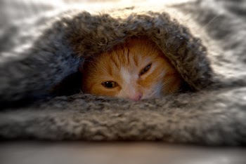 Cat Under Grey Textile
