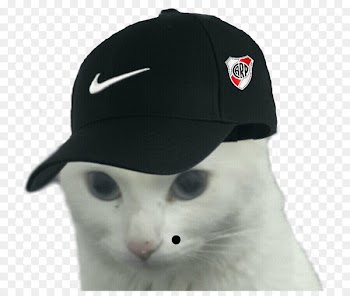 Cat Video Photography WhatsApp - Cat 