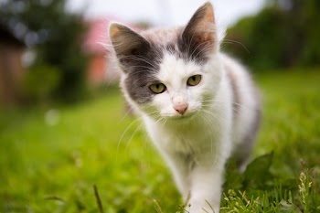 Cat Walking on Grass