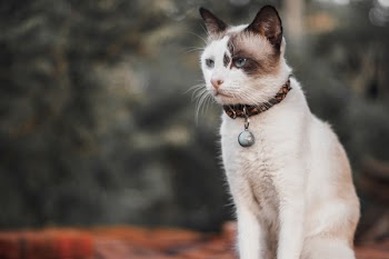 Cat With Bell