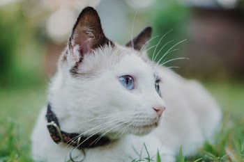 Cat With Collar