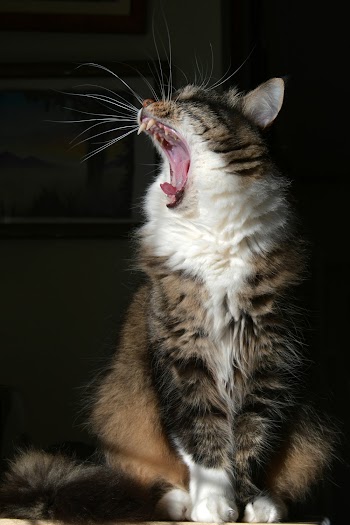 Cat Yawning