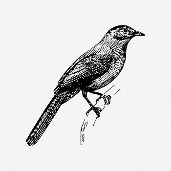 Catbird clipart, vintage animal illustration | Free PSD Illustration - rawpixel