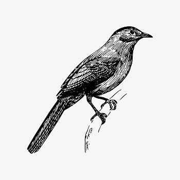 Catbird drawing, vintage animal illustration | Free Vector Illustration - rawpixel