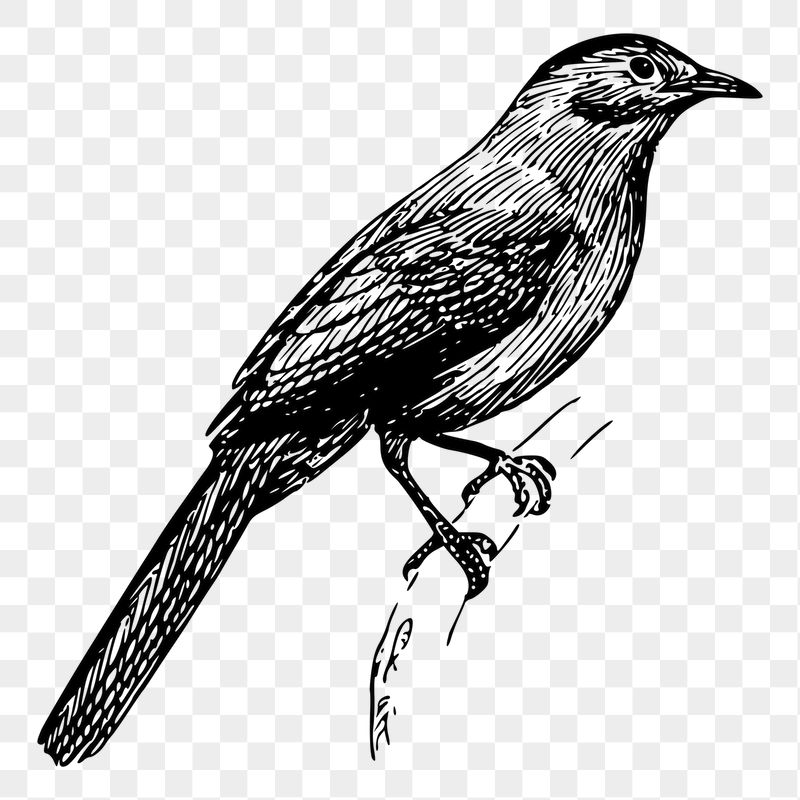 Catbird png sticker, vintage animal | Free PNG - rawpixel