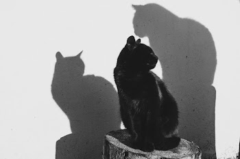 Catching some sun