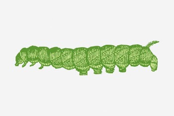 Caterpillar clipart, insect vintage illustration | Free Vector - rawpixel