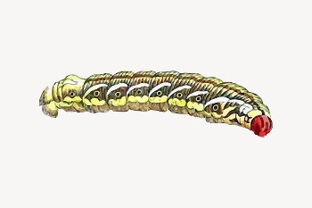 Caterpillar  clipart, vintage insect | Free Vector Illustration - rawpixel