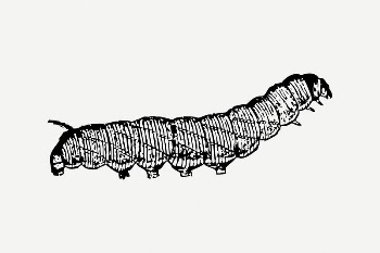 Caterpillar collage element, insect illustration | Free PSD Illustration - rawpixel