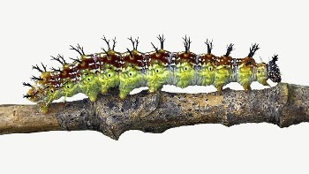 Caterpillar collage element psd | Free PSD - rawpixel