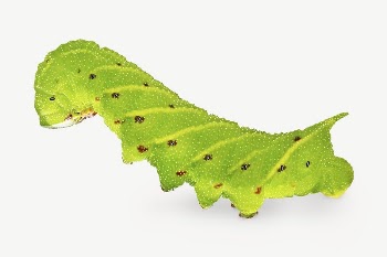 Caterpillar collage element psd | Free PSD - rawpixel