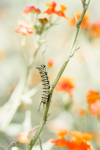 Caterpillar On Flower Stem