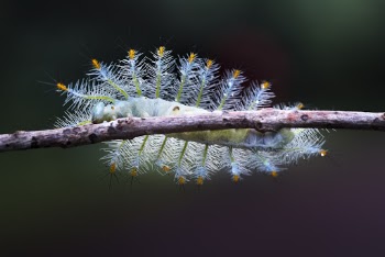 Caterpillar On Tree Branch