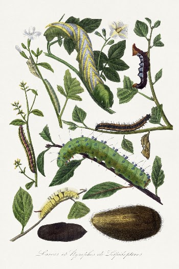 Caterpillar painting, Le Jardin Des | Free Photo Illustration - rawpixel