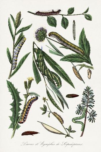 Caterpillar painting, Le Jardin Des | Free Photo Illustration - rawpixel