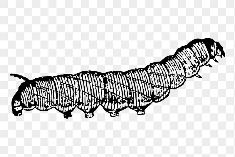 Caterpillar png sticker insect illustration, | Free PNG - rawpixel