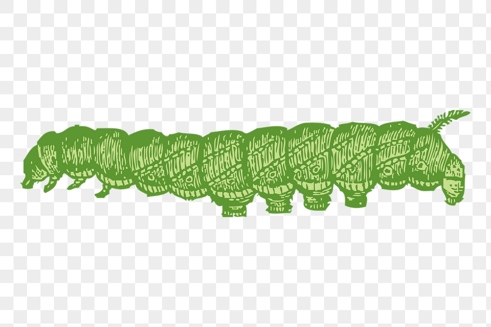 Caterpillar png sticker, insect vintage | Free PNG - rawpixel