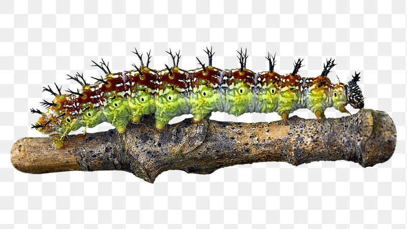 Caterpillar png sticker, transparent background | Free PNG - rawpixel