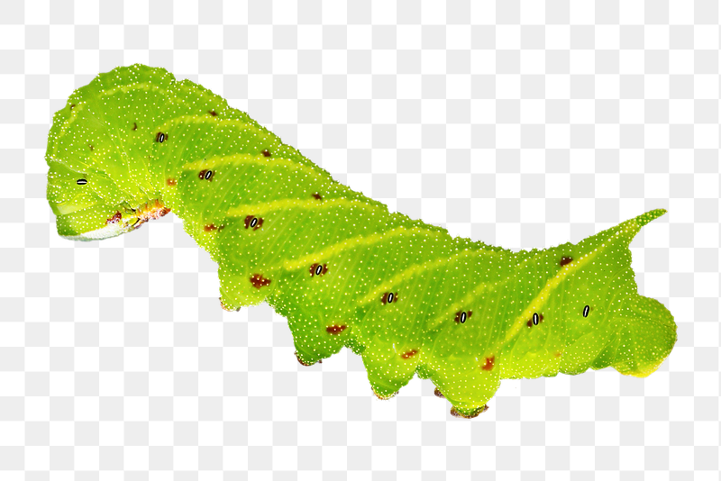 Caterpillar png sticker, transparent background | Free PNG - rawpixel