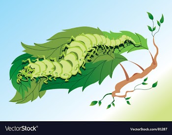 Caterpillar vector image
