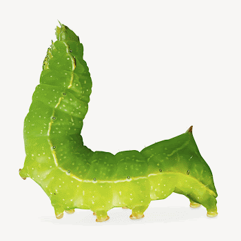 Caterpillar worm, isolated animal image | Free PSD - rawpixel