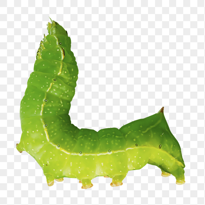 Caterpillar worm png sticker, transparent | Free PNG - rawpixel