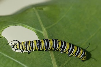 caterpiller.jpg