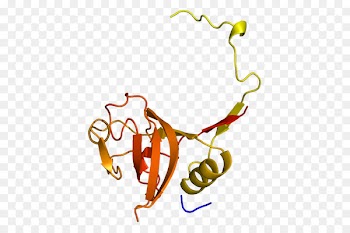 Cathepsin L1 Cathepsin B Protein -  