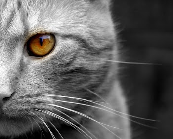 cats_eye.jpg