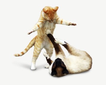 Cats playing together collage element, | Free PSD - rawpixel