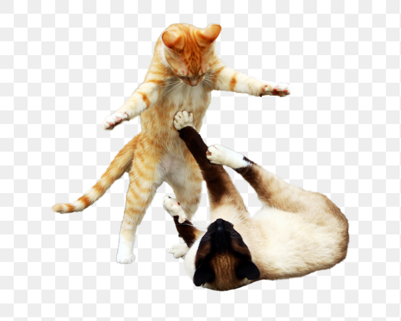 Cats playing together png sticker, | Free PNG - rawpixel