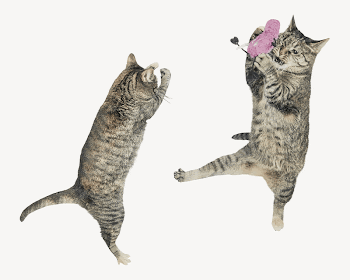 Cats playing with toy collage | Free PSD - rawpixel