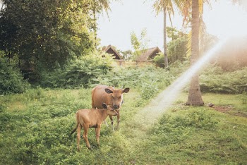 Cattle And Calf On Grass Field