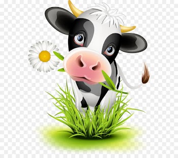 Cattle Calf Cartoon Illustration - Cow 