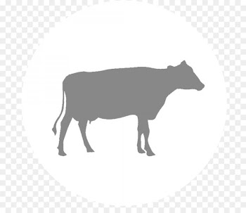Cattle, Calf, Dairy Cattle, Bovine, Wildlife PNG