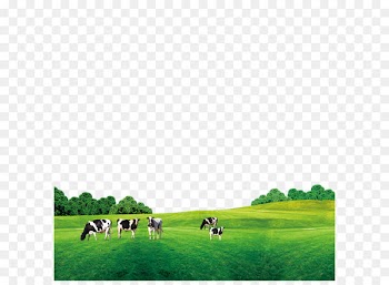 Cattle Cow's milk - Grass on the cow 