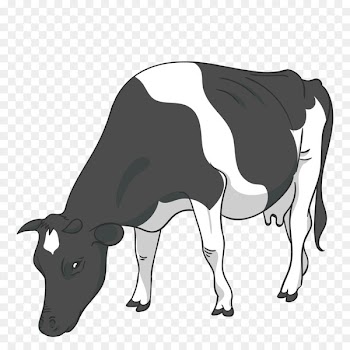 Cattle Drawing - Vector Black Cow 