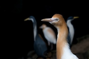 Cattle egret. I like the blurred birds in the background. Photo taken next to the pond at Birdworld, Kuranda, Australia.
