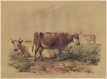 Cattle | Free Photo - rawpixel