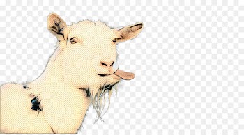 Cattle, Goat, Ear, Head, Nose PNG