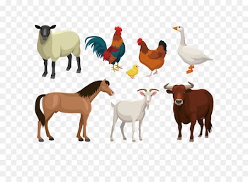 Cattle Goat Sheep Livestock - Farm animal vector illustration 