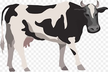 Cattle Livestock Farm Illustration - Cow Vector 