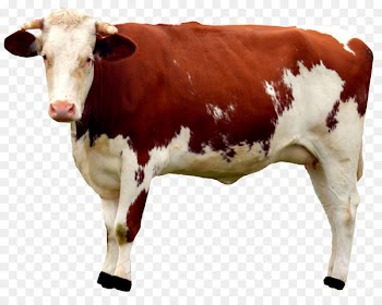 Cattle Milk Calf - Cow 