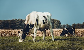 Cattle On Green Grass